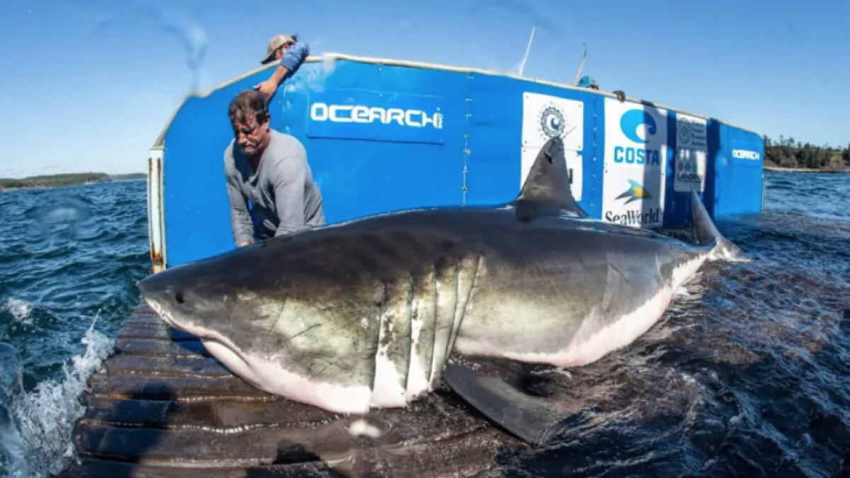 Cool Science Radio - Chris Fischer - Ocearch Cool Science Radio - Chris Fischer - Ocearch